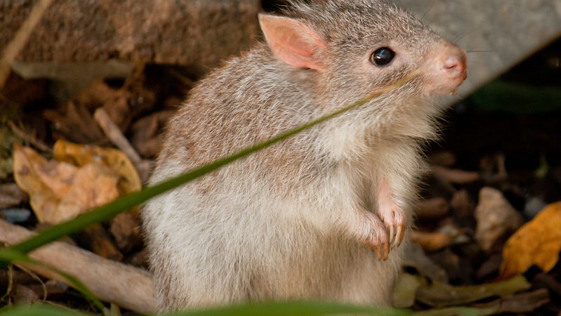 Burrowing bettong by Daniela Parra/ flickr