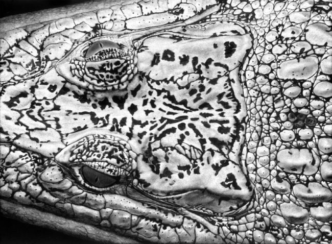 Croc Eyes (Saltwater Crocodile) 2020, Scratchboard, 16” x 19”
