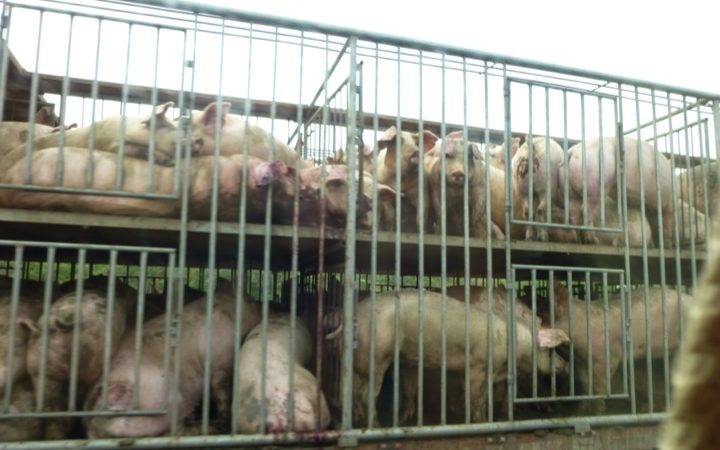 Pigs Being Driven to Slaughter Outside of Shanghai