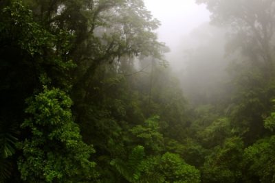 Photo of tropical rainforest