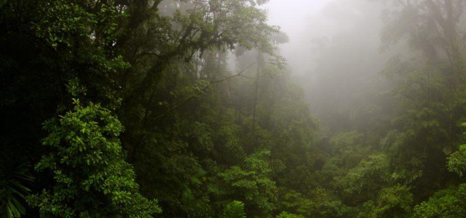 Photo of tropical rainforest