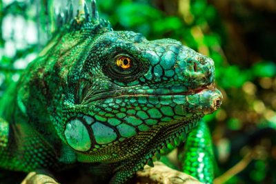 Photo of green iguana head