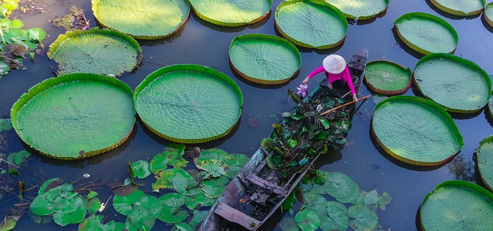 Woman harvesting lilies on the Mekong River.