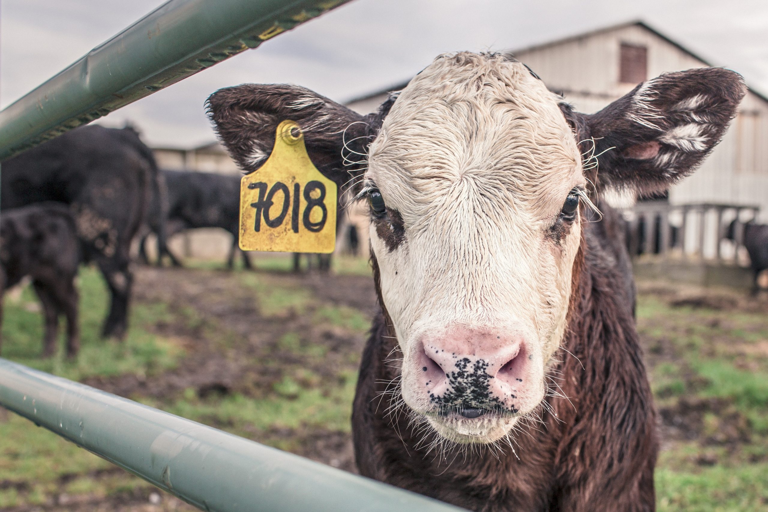 fence-field-farm-countryside-barn-animal-horn-rural-cow-cattle -mammal-fauna-calf-bull-numbers-animals-farm-animal-maverick-dairy-cow- cattle-like-mammal-961075 - MAHB