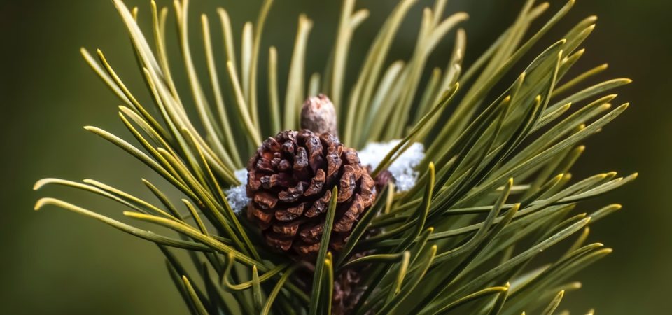 Pine cone visible between pine needles, on a bed of snow. Original public domain image from