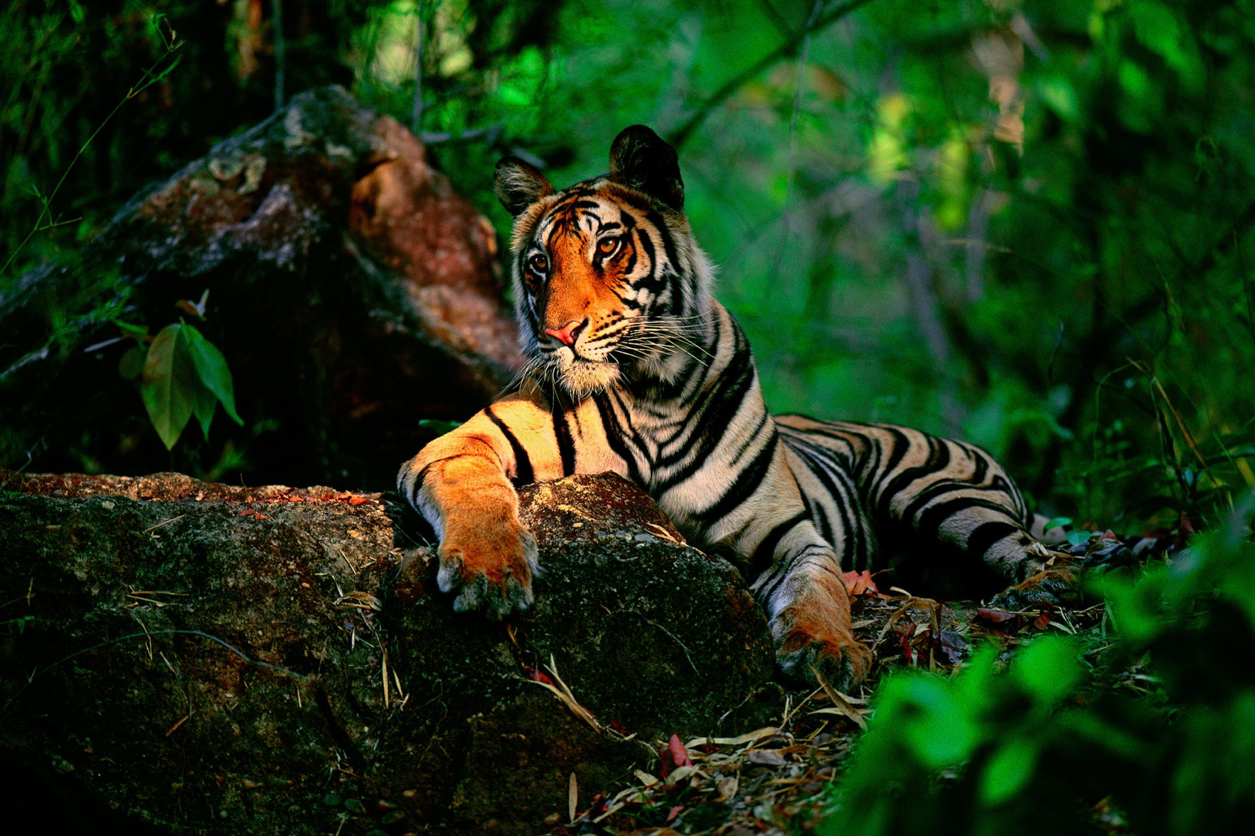 Jungle tiger. Суматранский тигр. Тайгер тигр в джунглях. Тигр тропического леса Индии. Тигр в тропиках.