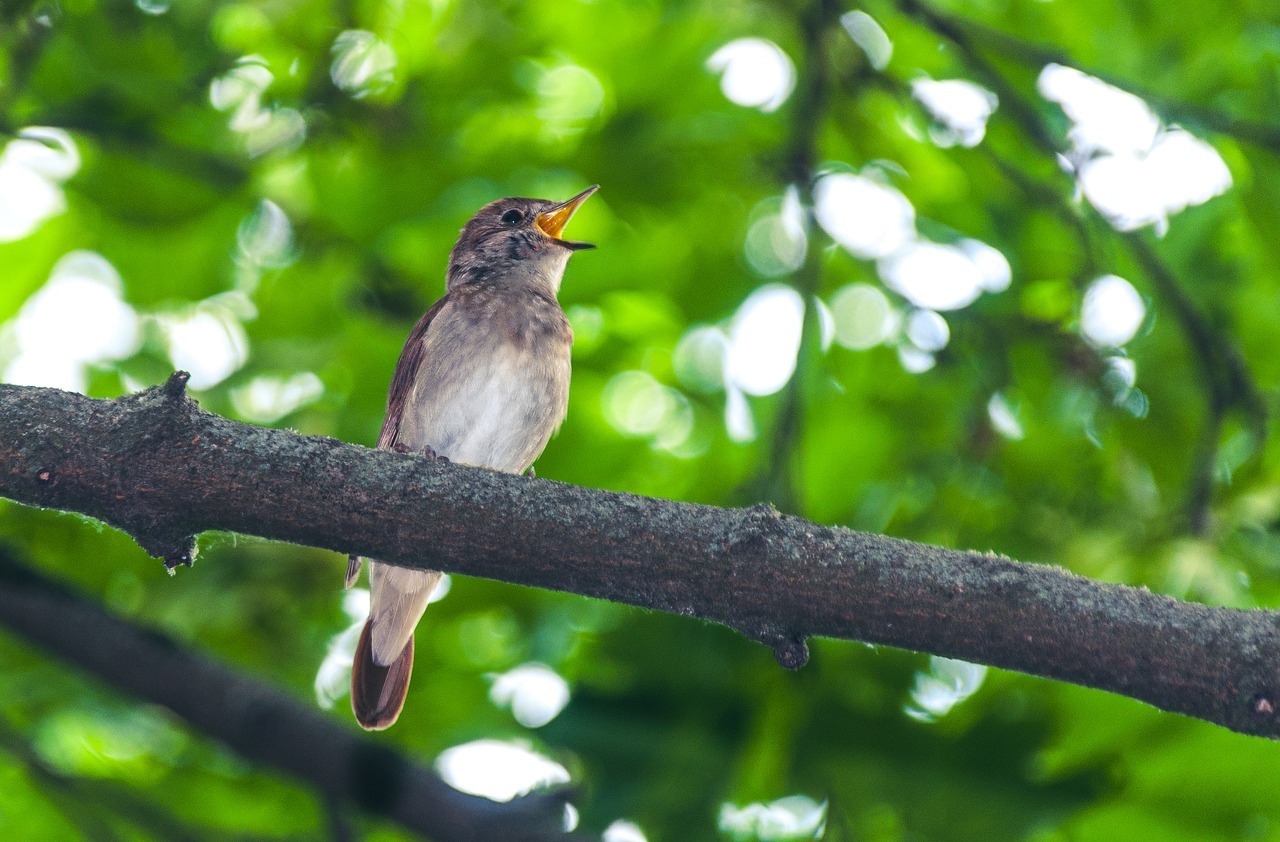 Why birds and their songs are good for our mental health - MAHB